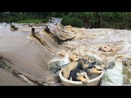 Rescue and save abandoned puppies by the stream