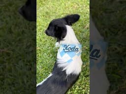 Faux Embroidered Dog Bandana! 🐶🩵 #heatpressnation #sublimation #sublimacion #diy #dog #bandana