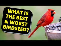 What Birdseed You MUST Avoid At Your Feeder For Healthy Wild Birds!