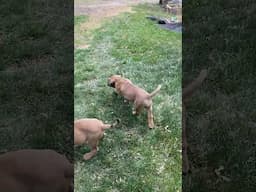 Born to be king! #dogtraining #dogcoach #puppy #mastiff #doglife