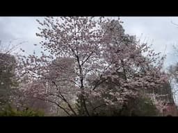 Kariya Park Cherry Blossom is here