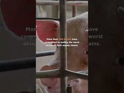 Mercy For Animals’ Annual Report IS HERE!