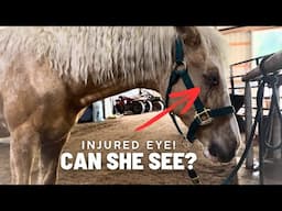 Chantilly Is Hurt! Emergency Eye Injury on the Homestead - Vet Visit for Our Palomino Filly