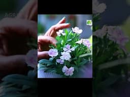 ഡയായന്തസ്‌ ചെടി നിറയെ ഇനി പൂക്കൾ കൊണ്ട് നിറയും.. ഇത്രേയുള്ളൂ ആ ട്രിക്ക് #flowers #floweringtips