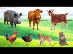 Cute Farm Animals: Duckling, Cat, Dog, Sheep, Cow, Buffalo, Chicken, Rabbit, Piglet – Animal Sounds