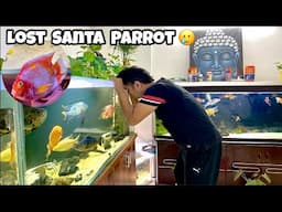 *Lost my Santa Claus Parrot fish*😢