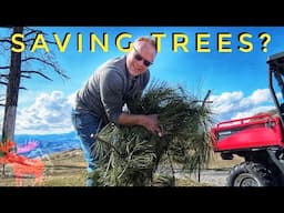 Pruning Pines: Protect from Wildfire + Insulation Done! Loft Build #8