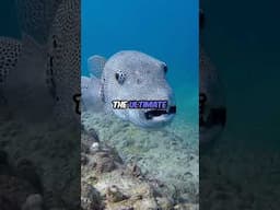 Giant Puffer Fish: The Inflatable Marvel of the Seas 🐡🌊