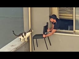 If Cats an Dogs Had a “Try Not to Laugh” Contest 😂 Pt 3