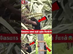 கள் இறக்கும் போராட்டத்தின்போது பனை மரம் ஏறிய சீமான்! NTK Seeman