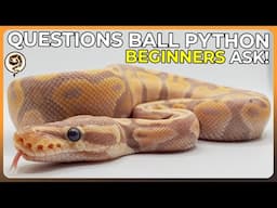 Questions that Ball Python Beginners often ask!