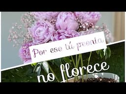 CÓMO CUIDAR PEONIA EN MACETA🪴