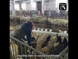 Training Lambs To Drink From The Milk Bar!🐑🍼