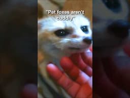 Being miserable with my pet foxes  #pets