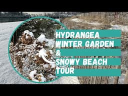 Hydrangea Winter Garden Tour | New England Beach in the Snow | Winter Hydrangeas