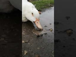 Duck Just Can't Resist the Mud! Part 2 🤣 (Better with Sound!) #shorts #asmr