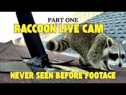 Raccoon LIVE Cam | Never Seen Before Wildlife Footage (Part 1)