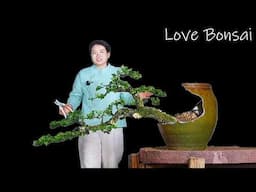 How to bend a bonsai - great bonsai bending skills #lovebonsai #bonsai