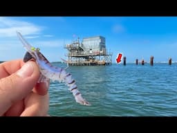 I Tossed a FAKE SHRIMP Around This OIL RIG and Caught MULTIPLE Tasty Fish!!