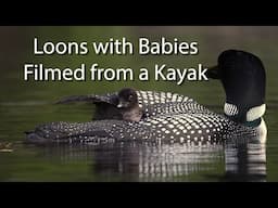 Common Loons with Babies Filmed from a Kayak