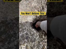 You Won’t Believe What This Animal Does! #animals #nature #shorts