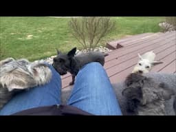 Thunderstorms | Life With Schnauzers