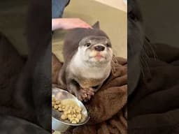 小さな手をモミモミしながら食べるカワウソ　#shorts