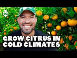 9 Citrus Trees That THRIVE in Cold Climates🍊❄️