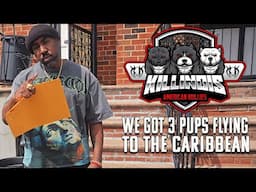 OUR CUSTOMERS PICKING UP THEIR AMERICAN BULLY PUPS FROM ALL OVER THE WORLD!!!!!! 11 NEW MEMBERS!!!