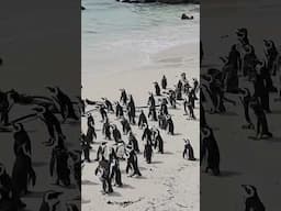 The Most Beautiful City in the World: Cape Town!.