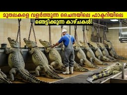 കോടികൾ കൊയ്യുന്ന ചൈനയിലെ മുതല കൃഷി!😱🐊The $Million Business Of Crocodile Farming China & US | Storify