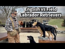 English vs Field Labrador Retriever | Which One Is Right For You? Episode 3