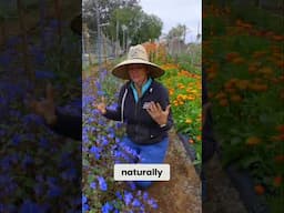 Native Seeds: How to Guarantee Germination Success!