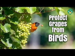 How to Protect Grapes from Birds | Keep Birds Away From Vineyards | Stop Birds From Eating Grapes🍇🦜