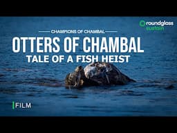 The Otters of Chambal: Tale of a Fish Heist | Behavior of Smooth Coated Otters | @RoundglassSustain​