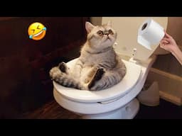 You Laugh You Lose😋😻New Funniest Dogs and Cats 2025😹🐕 #6