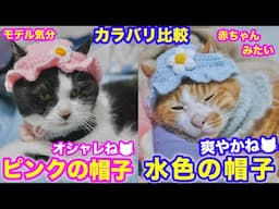 2025ｰ04−27 保護猫たちの「ほっこり猫ライブ」ハッチ＆マック＋黒猫めめ＋がんサバイバーママ Cat live Stream in Japan -Cat Life TV