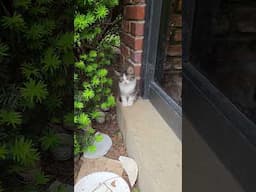 Kittens living in the bushes #kittens #kittens