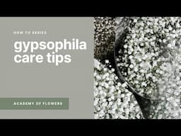 Care and conditioning Tips for Gypsophila aka Babys Breath - Wholesale Flowers Direct