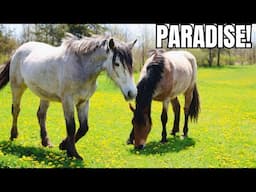FINALLY! The Pastures Are Open…Watch The Horses Run!