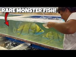 I Bought The RAREST MONSTER Fish I Found!
