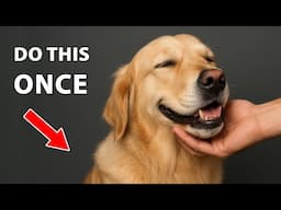 Do This Once And Change Your Dog’s Life Forever