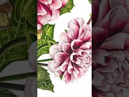Dahlia in watercolor