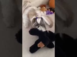 Shih Tzu vs. Squeaky Bear 🧸 The Ultimate Cuteness Battle! 🤣 #shorts #shihtzu