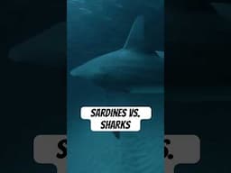 Sardines vs. Sharks! #naturepbs #sardinerun #sharks #naturedocumentaries #oceanlife
