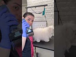 Maltese Long Hair Trimming #maltese #doggroomingtips #dogs #dogshorts