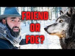 Confronting a Wolf! Mission to Save this Apex Predator!