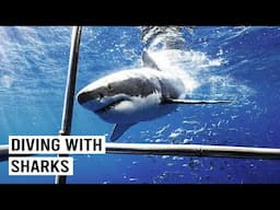The World's Most Extreme Shark Dive