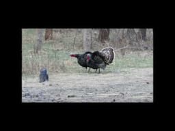 Turkey Hunting Tip : DON'T SHOOT the DECOYS  #turkey #turkeyhunting