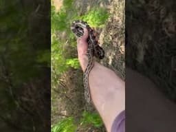 Finding Ratsnakes Under Stacks of Tin!